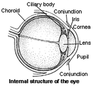 download free eye structure