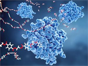 PNC-27  the peptide that kills cancer cells?