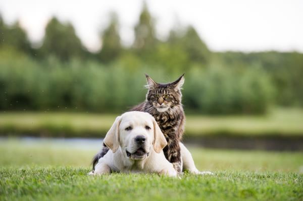 The staggering statistics on pet cancer  cats and dogs
