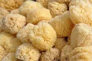 Sea sponge contains anti-cancer agent