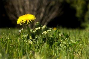 Can Dandelion root (DRE) fight cancer?
