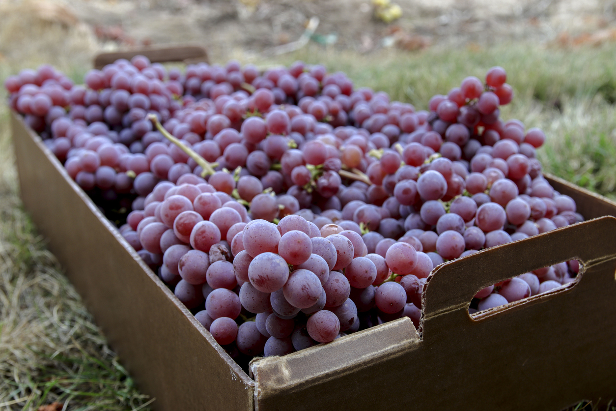 Red grape consumption good in fighting prostate cancer