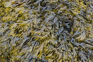 Fucoidan -  anti-cancer polysaccharide in brown seaweeds