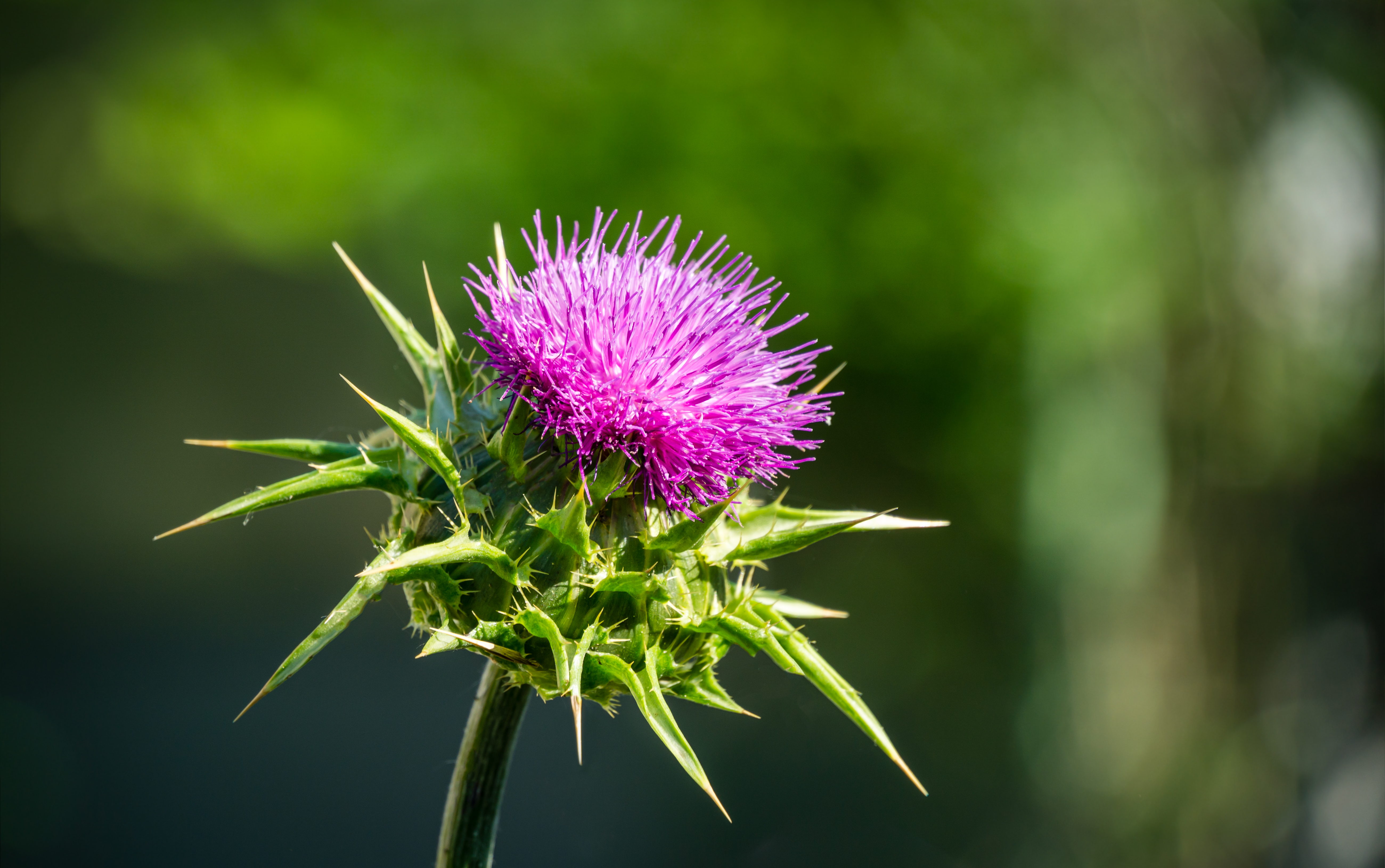 Milk Thistle can help protect your liver and improve chemo