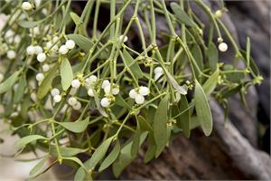 Mistletoe as a cancer treatment - review